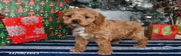 Cockapoo dogs for sale: Dakota - Ad 2