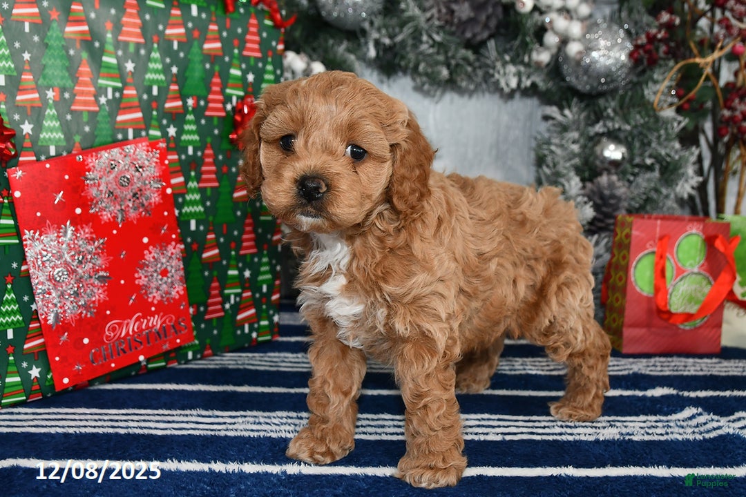 Cockapoo dogs for sale: Dakota - Ad 2