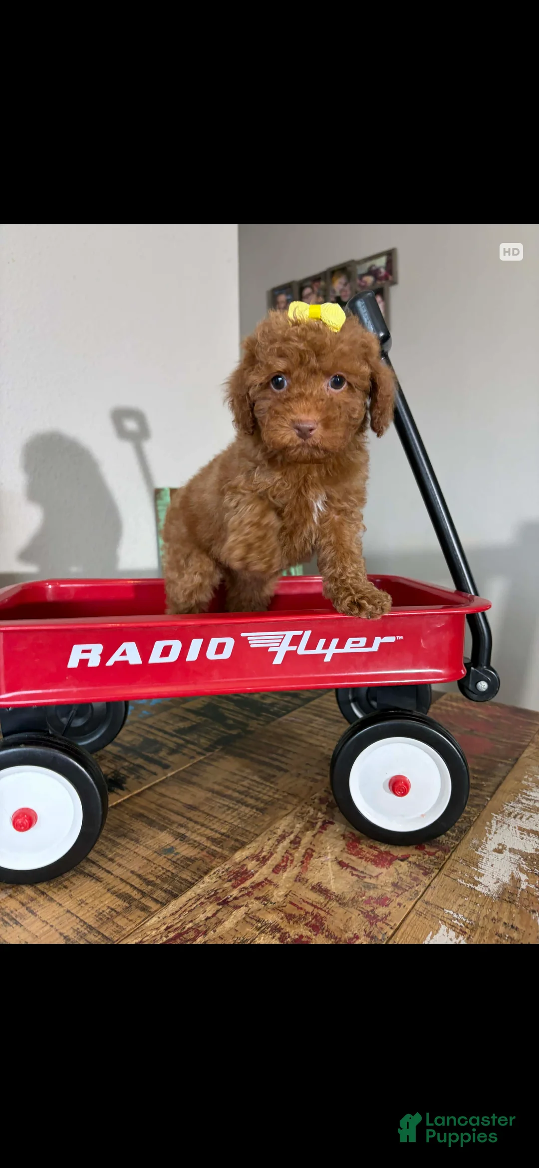 Toy Poodle dogs for sale: Akc Bred The Color Red - Ad 14