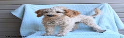 Cockapoo dogs for sale: Faith - Ad 3