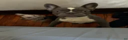 French Bulldog dogs for sale: French Bulldog Puppy 1 - Ad 3