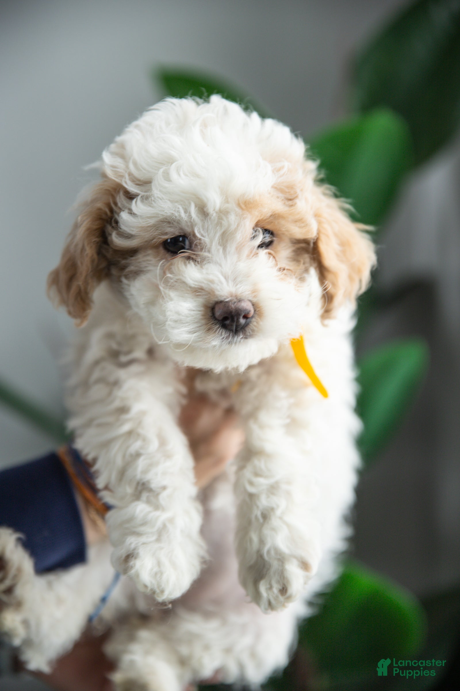 Cockapoo dogs Luna - Ad 1