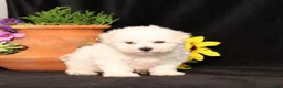Bichon Frise dogs for sale: Sara - Ad 4