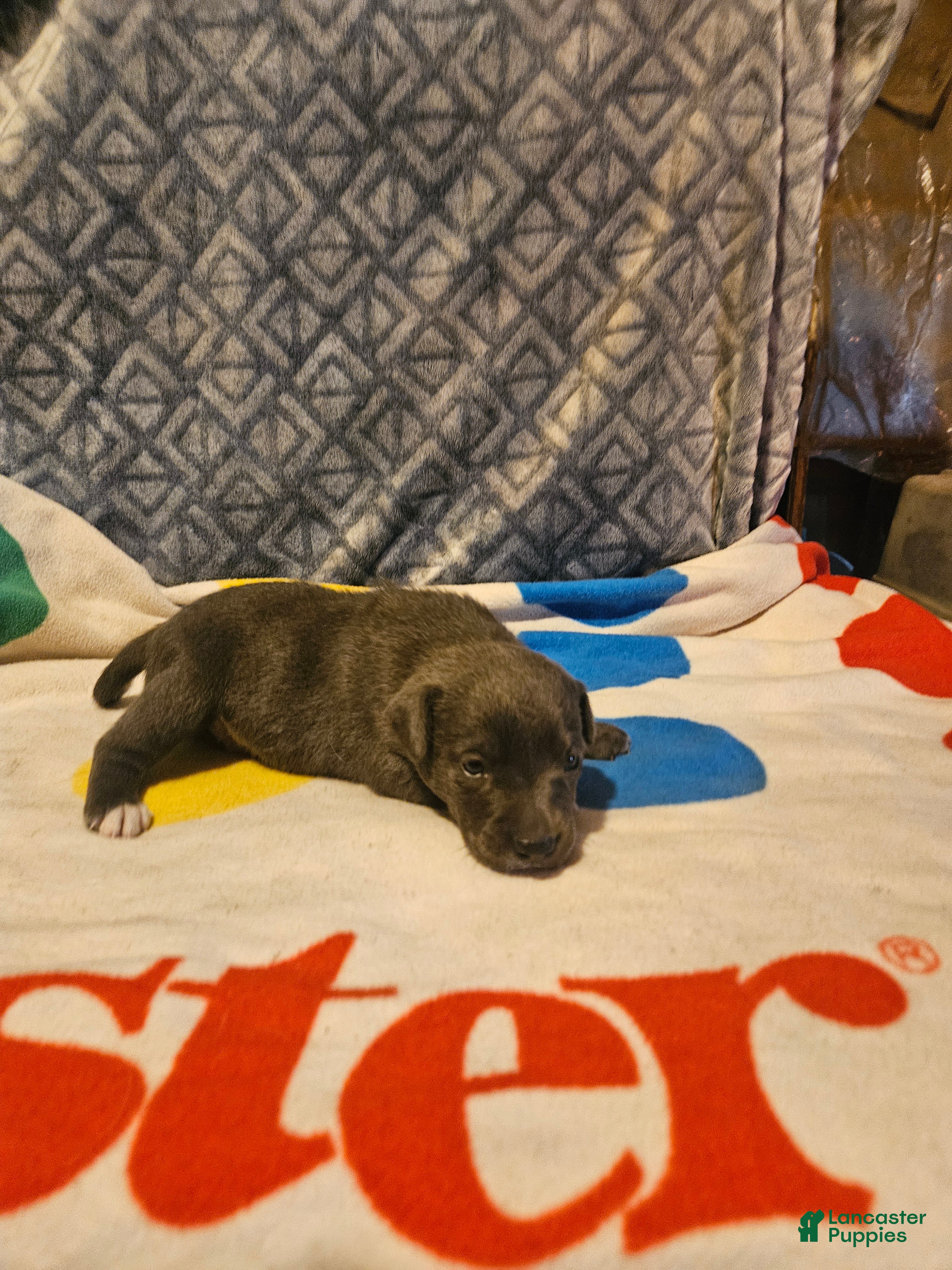 Border Collie dogs Filly "LILAC" w/Blue Eyes! - Ad 2