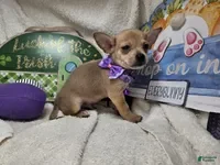 Chihuahua dogs Angel Boy - Ad 26