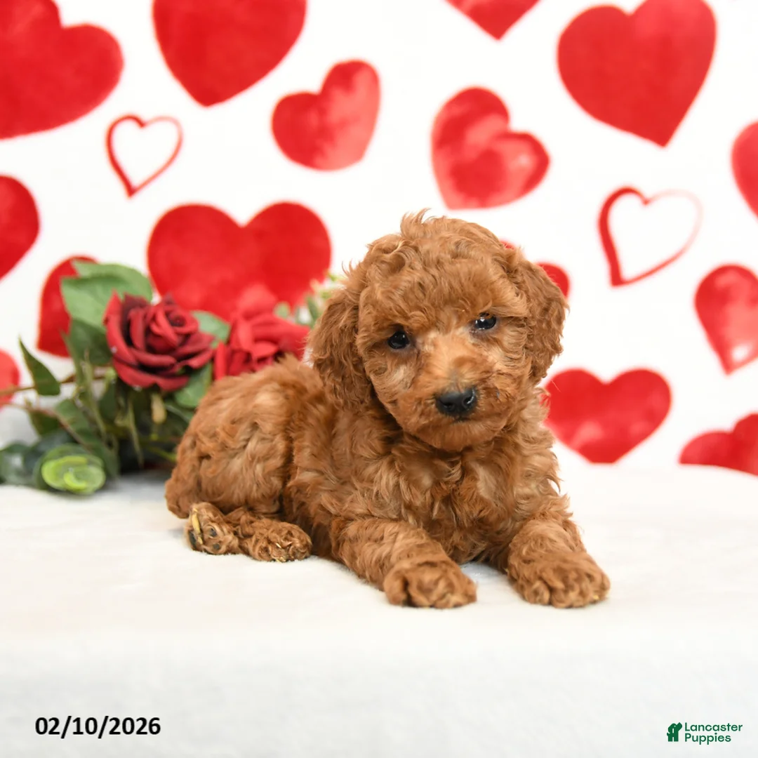 Miniature Poodle dogs for sale: Handsome - Ad 5
