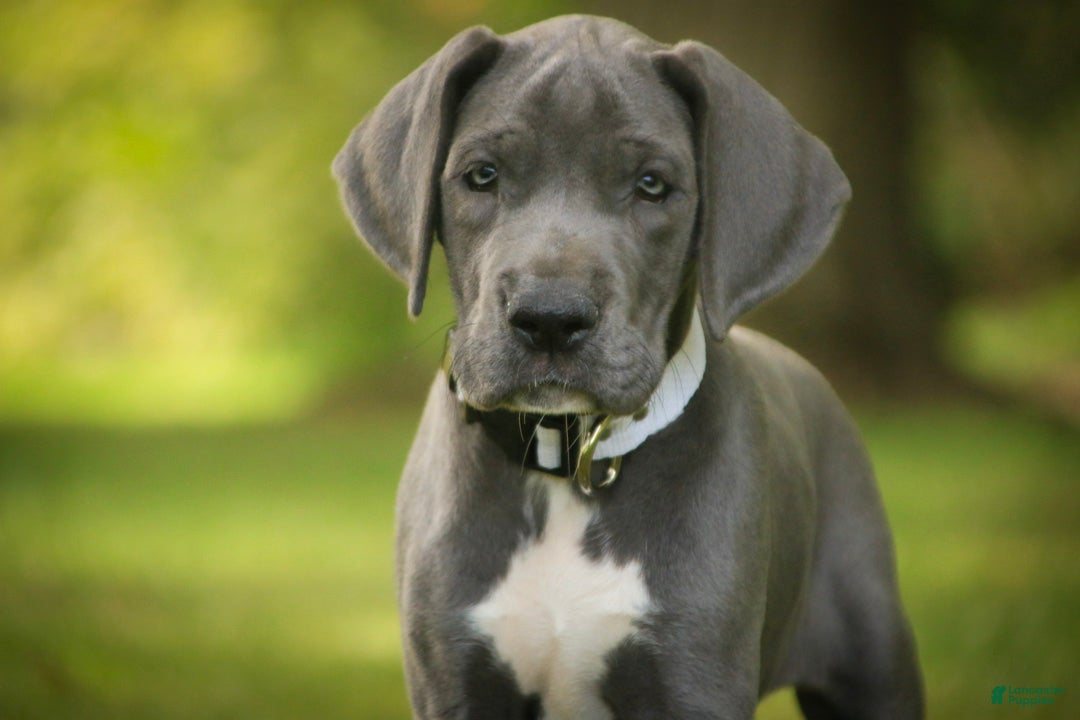 Great Dane