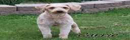 Mini Goldendoodle dogs for sale: Cassie - Ad 4