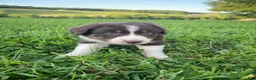 Australian Shepherd dogs for sale: Jane - Ad 4