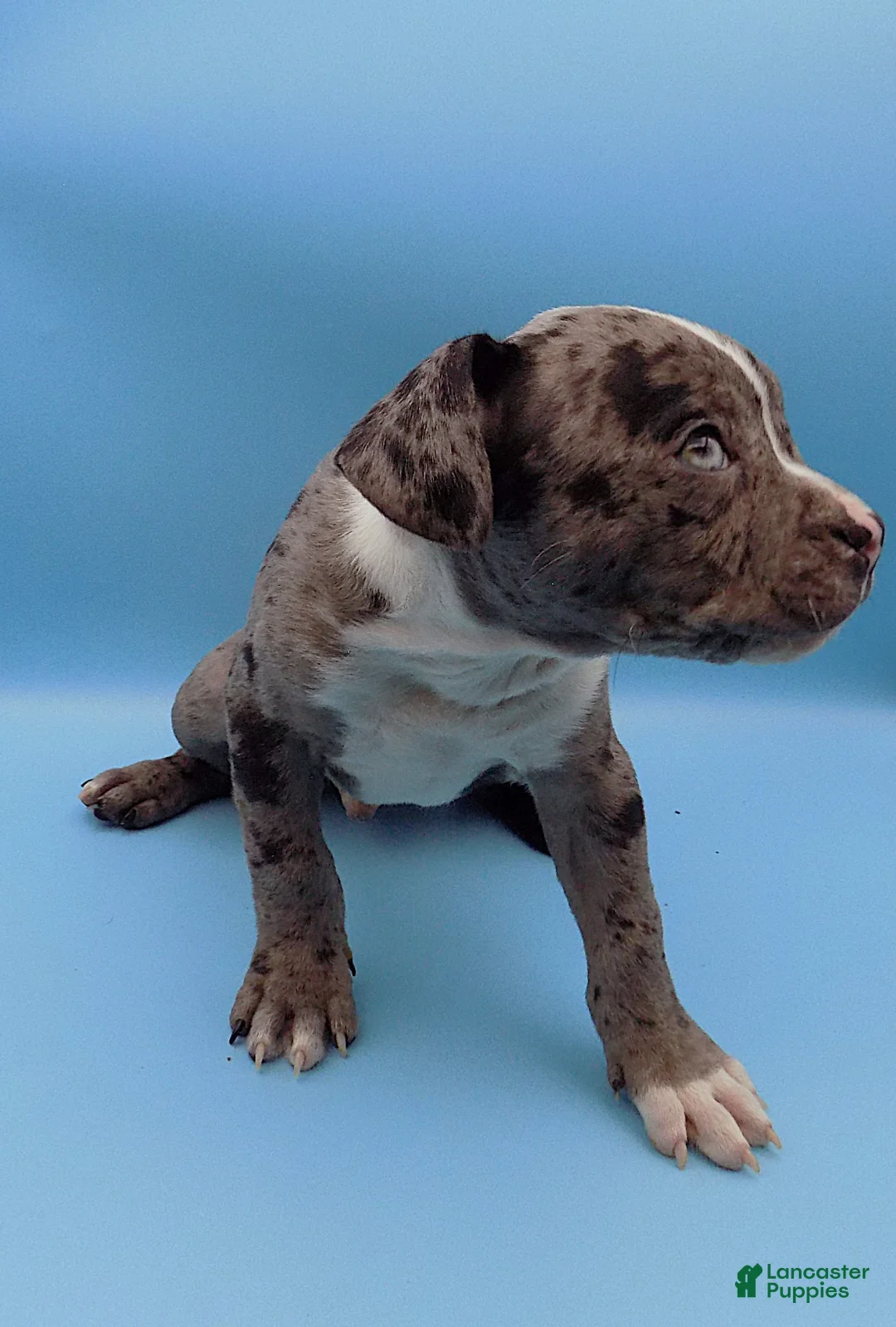 Mixed Breed dogs for sale: Boots - Ad 7