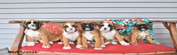 Boxer dogs for sale: Tanner - Ad 5