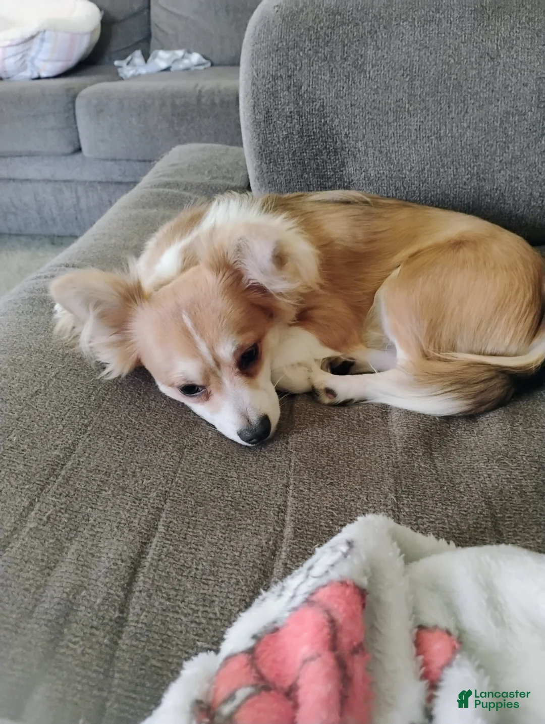 Chihuahua dogs for sale: Chihuahua Puppy 1 - Ad 1