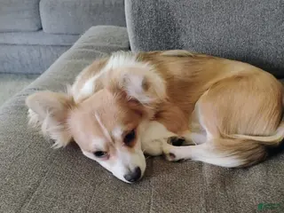 Chihuahua dogs Chihuahua Puppy 1 - Ad 36