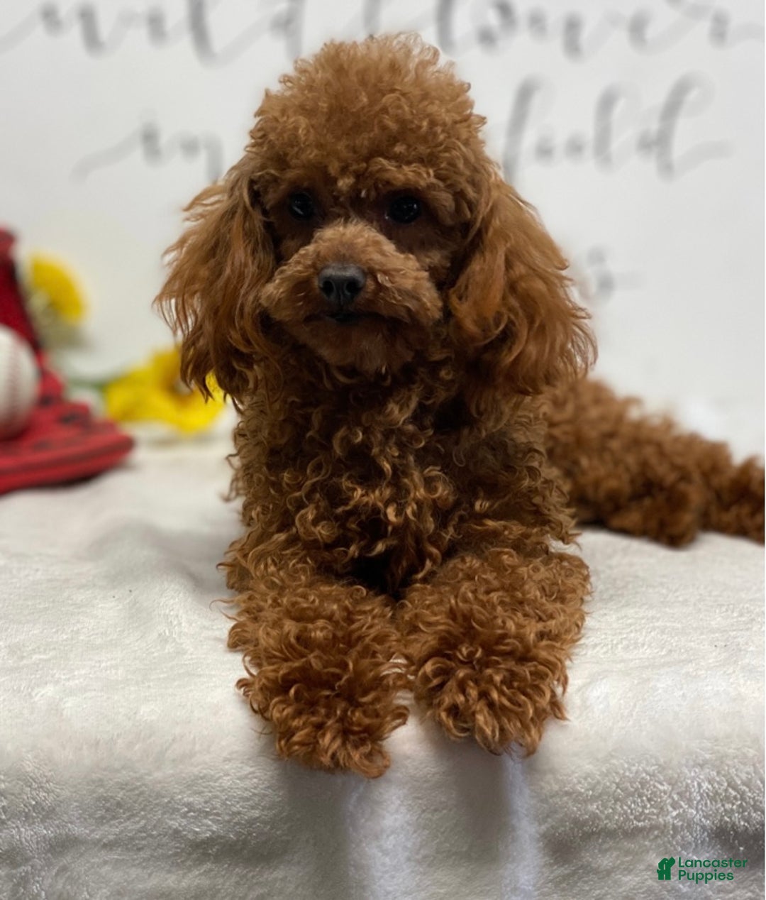Toy Poodle dogs for sale: Eduardo - Ad 6