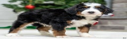 Mini Bernedoodle dogs for sale: Archy - Ad 2