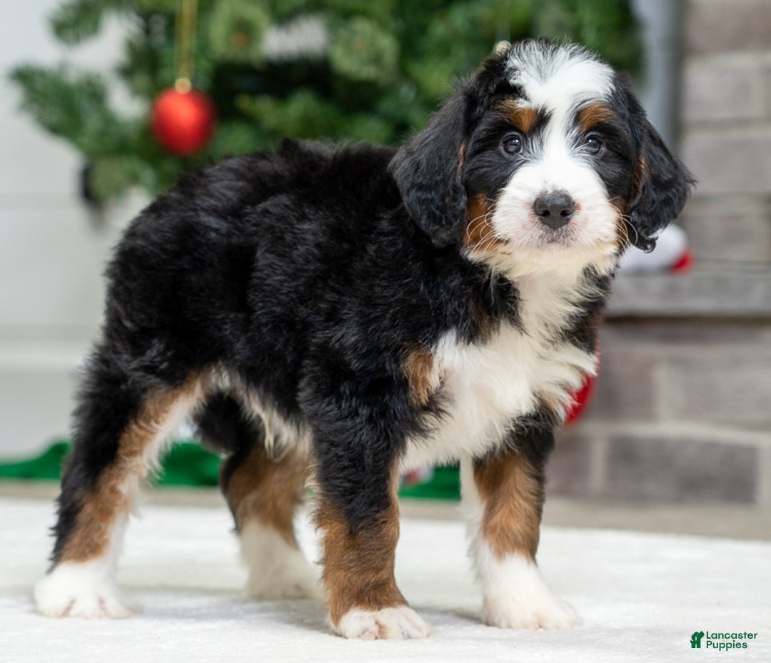 Mini Bernedoodle dogs for sale: Archy - Ad 2