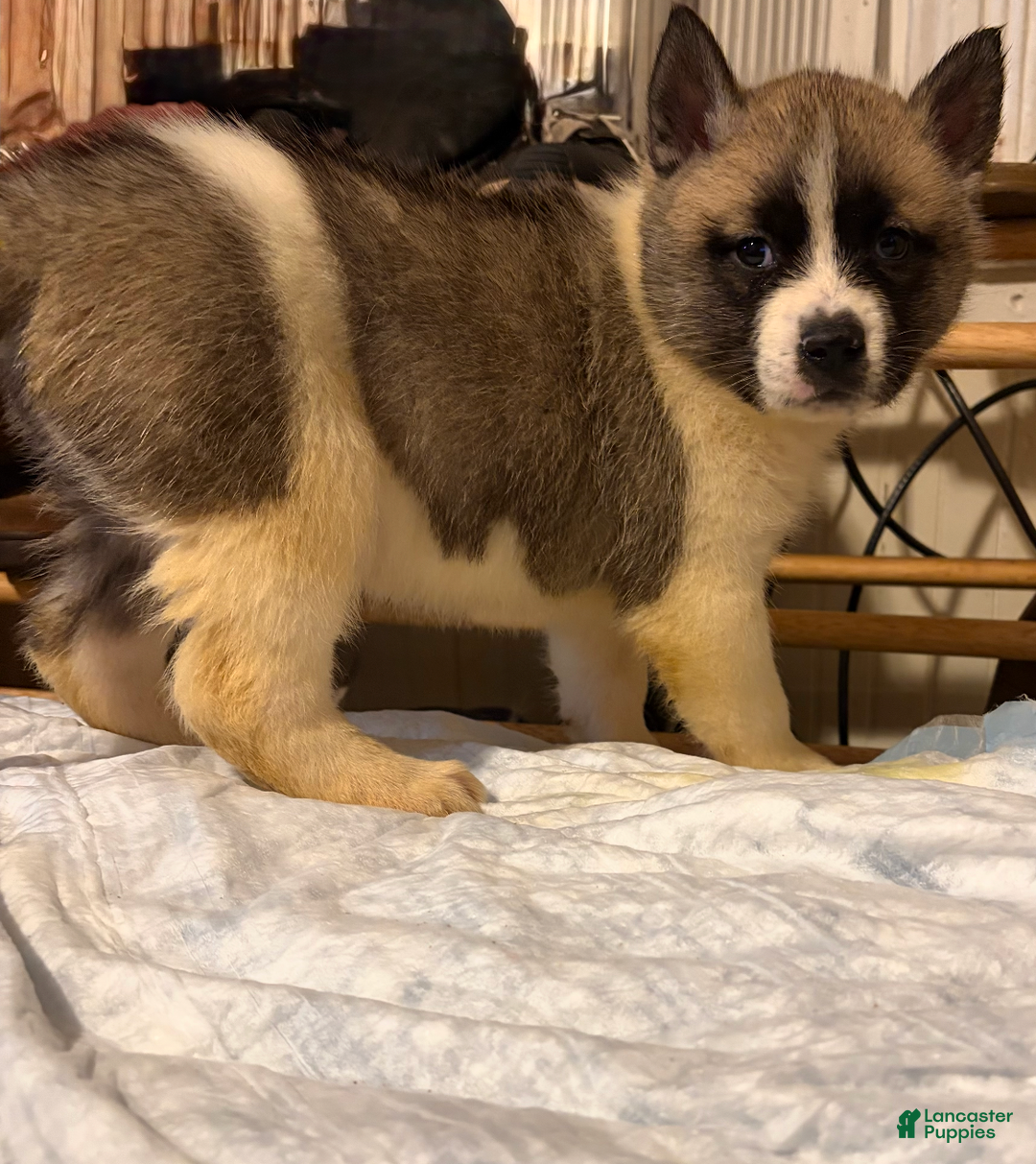 Mixed Breed dogs for sale: s'mores - Ad 2