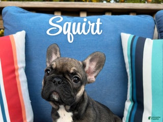 French Bulldog dogs - Ad 22