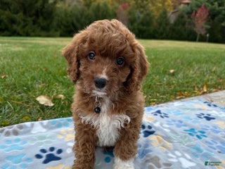 Cavapoo dogs - Ad 21