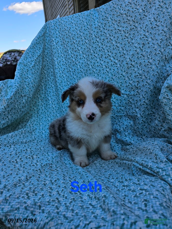 Welsh Corgi Pembroke dogs Seth - Ad 1
