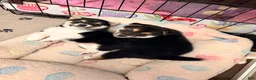 Shiba Inu dogs for sale: Shiba Inu 4 - Ad 7