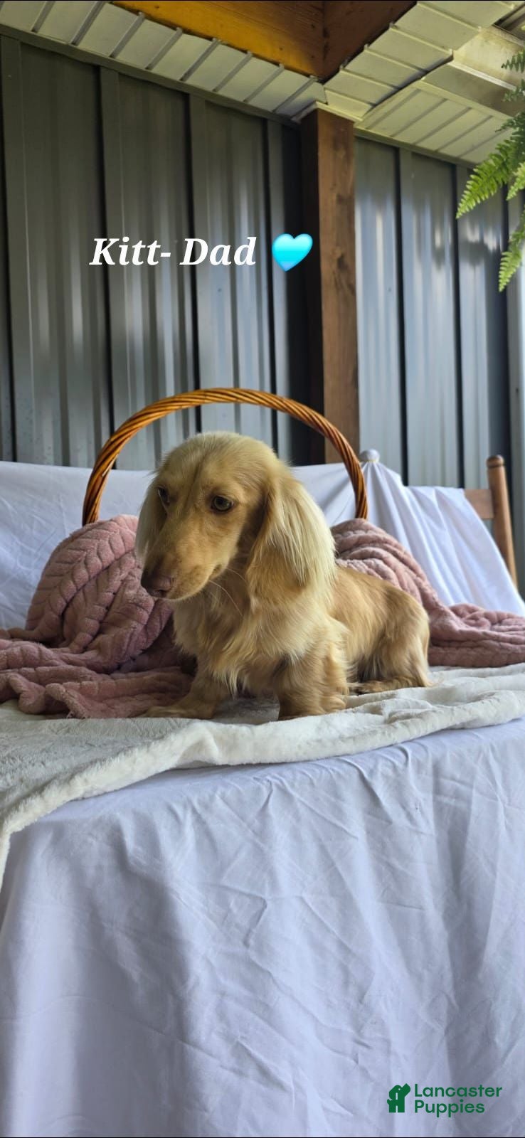 Miniature Dachshund dogs Oakley 🍁 - Ad 2