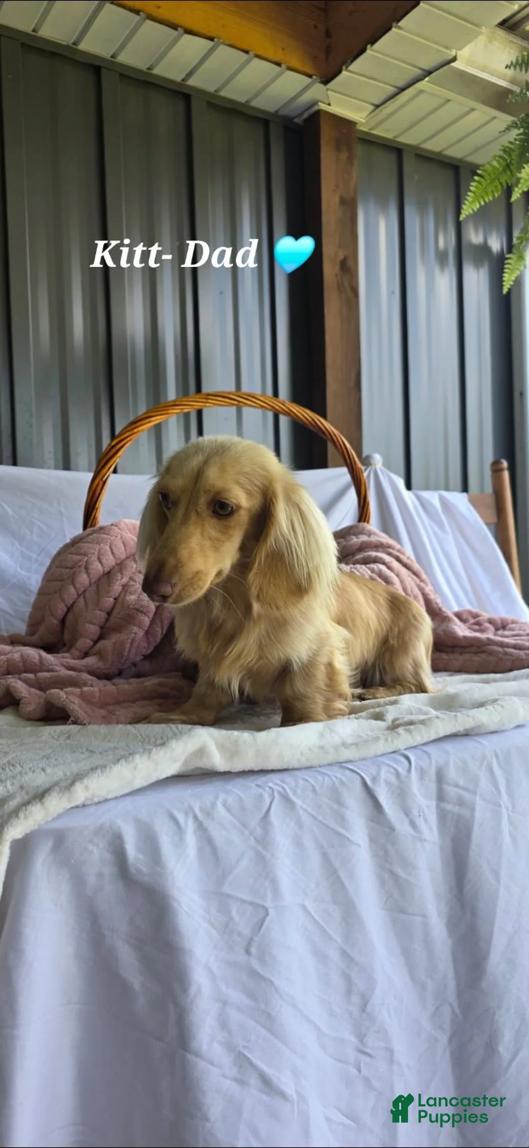 Miniature Dachshund dogs for sale: Oakley 🍁 - Ad 2