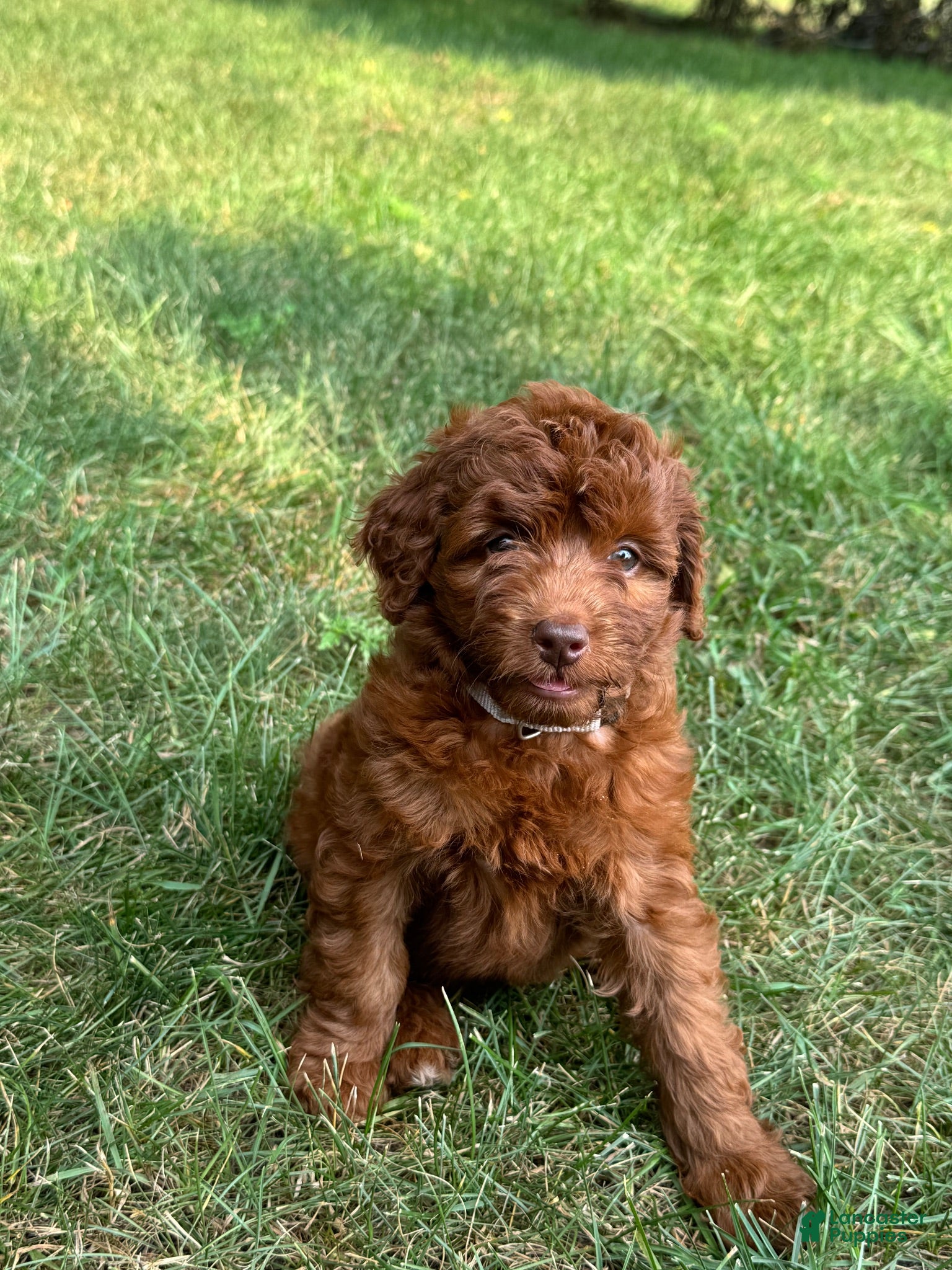 Cockapoo dogs Skagway  - Ad 1