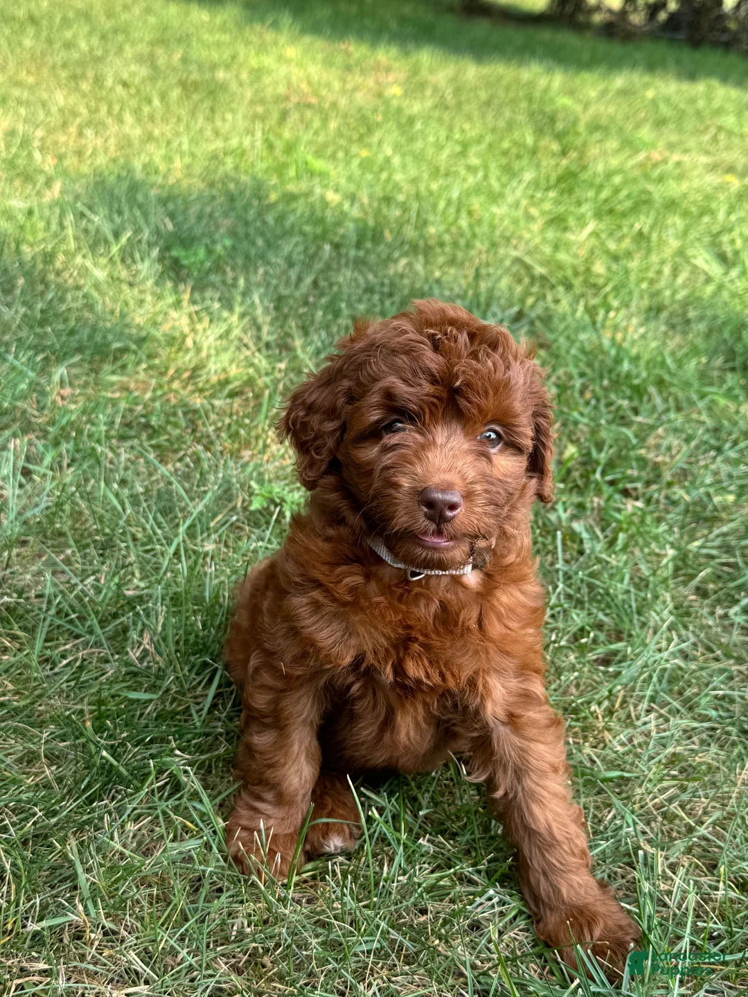 Cockapoo dogs for sale: Skagway  - Ad 1