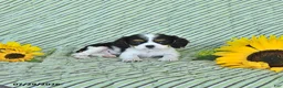 Cavalier King Charles Spaniel dogs for sale: Tyler - Ad 1