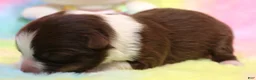 Toy Australian Shepherd dogs for sale: Fergie red-tri Toy Aussie f - Ad 2