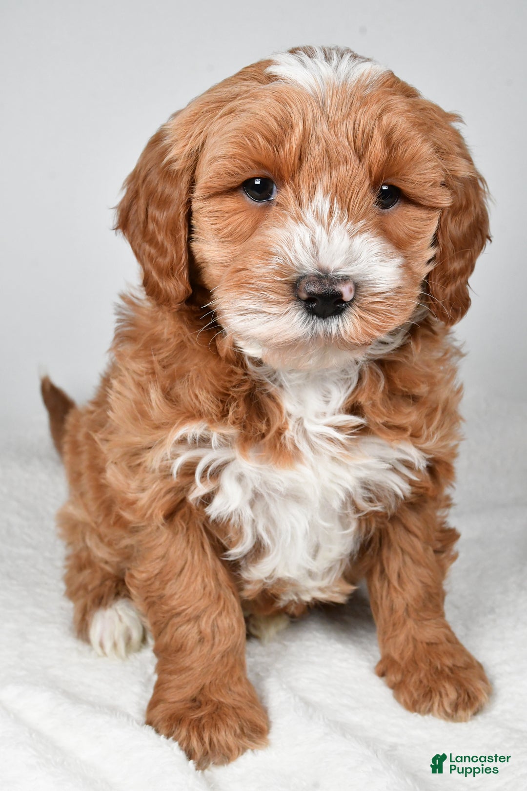 Mini Goldendoodle dogs for sale: Noelle - Ad 8