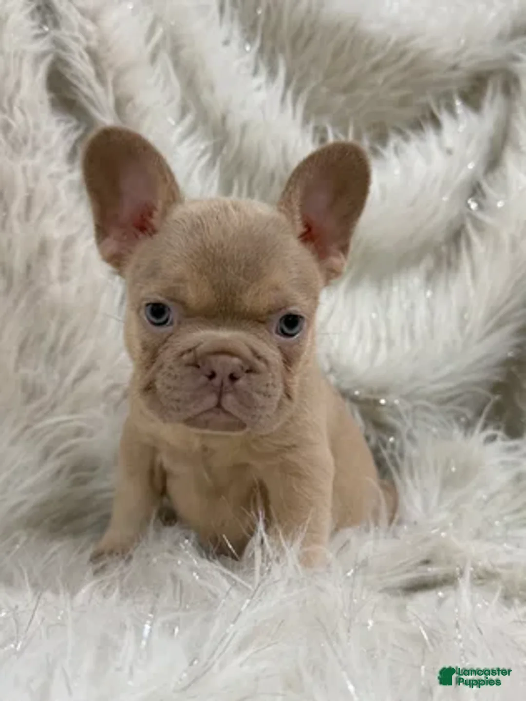 French Bulldog dogs for sale: Goldilocks - Ad 1