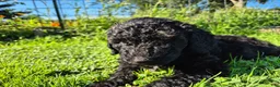 Mini Sheepadoodle dogs for sale: Apollo - Ad 9