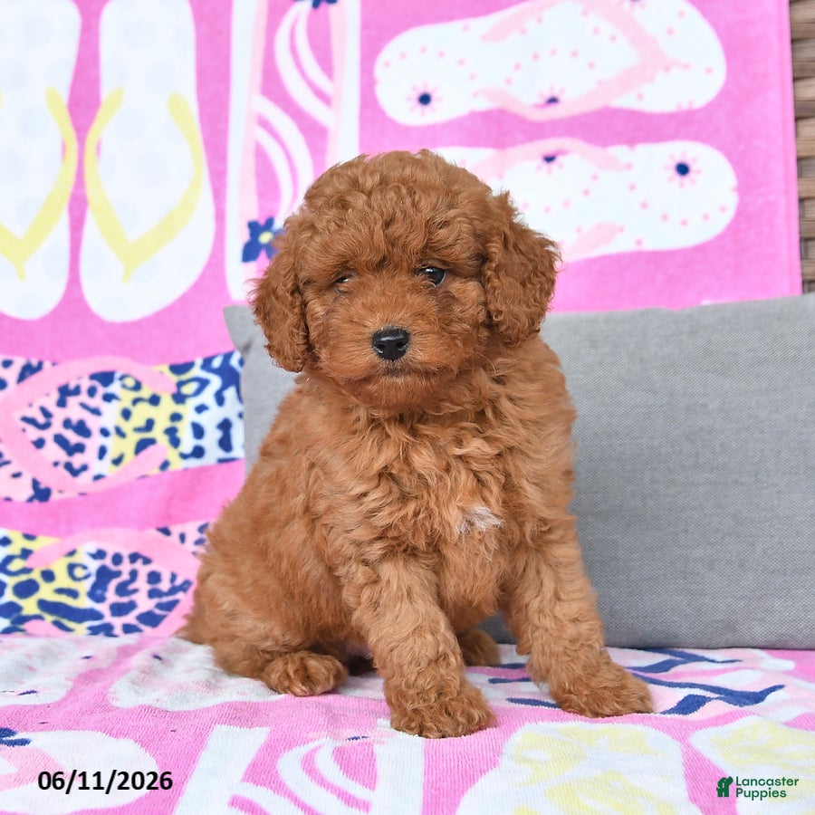 Mixed Breed dogs George - Ad 2