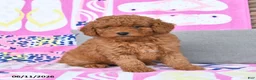 Mixed Breed dogs for sale: George - Ad 2
