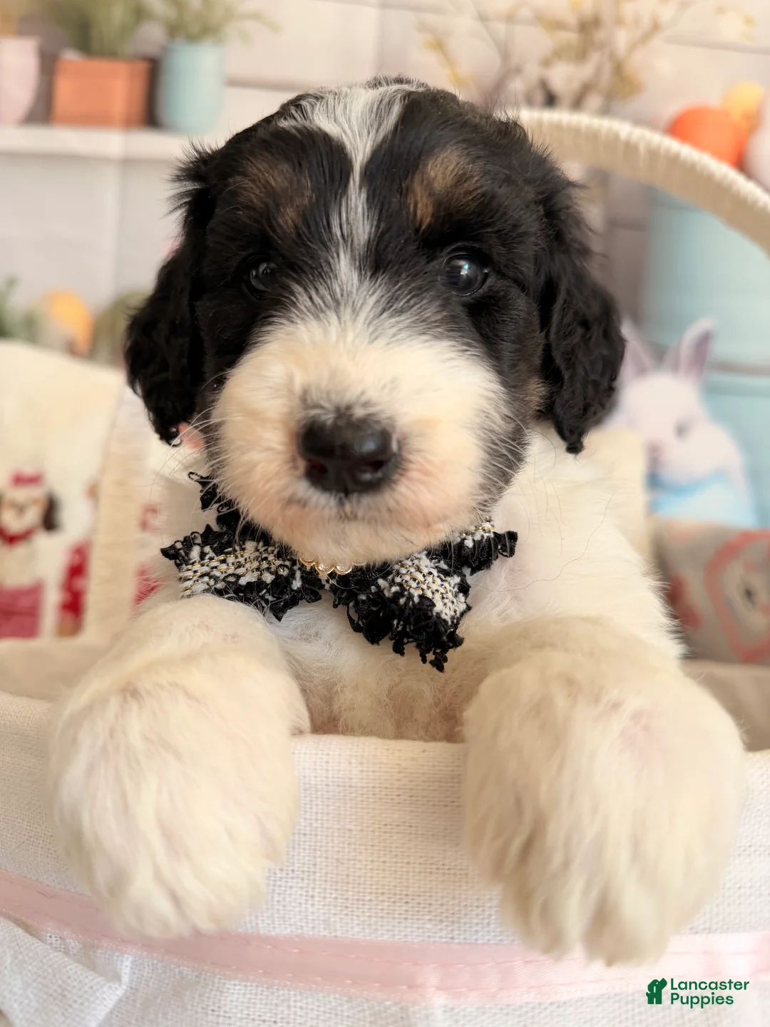 Aussiedoodle dogs for sale: Luna - Ad 1