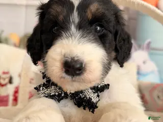 Aussiedoodle dogs for sale: Luna - Ad 3