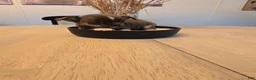 Chihuahua dogs for sale: addi - Ad 5