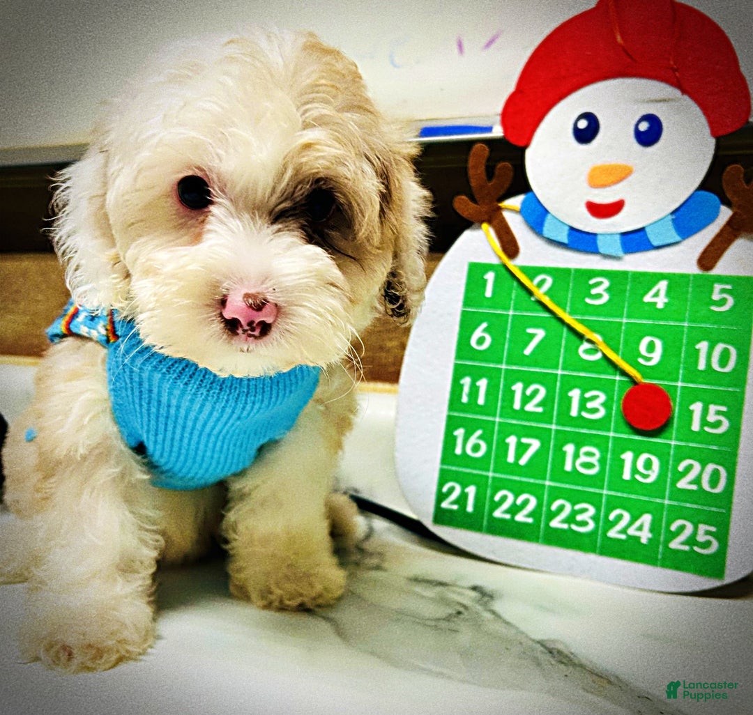 Havapoo dogs for sale: Wiggles - Ad 4