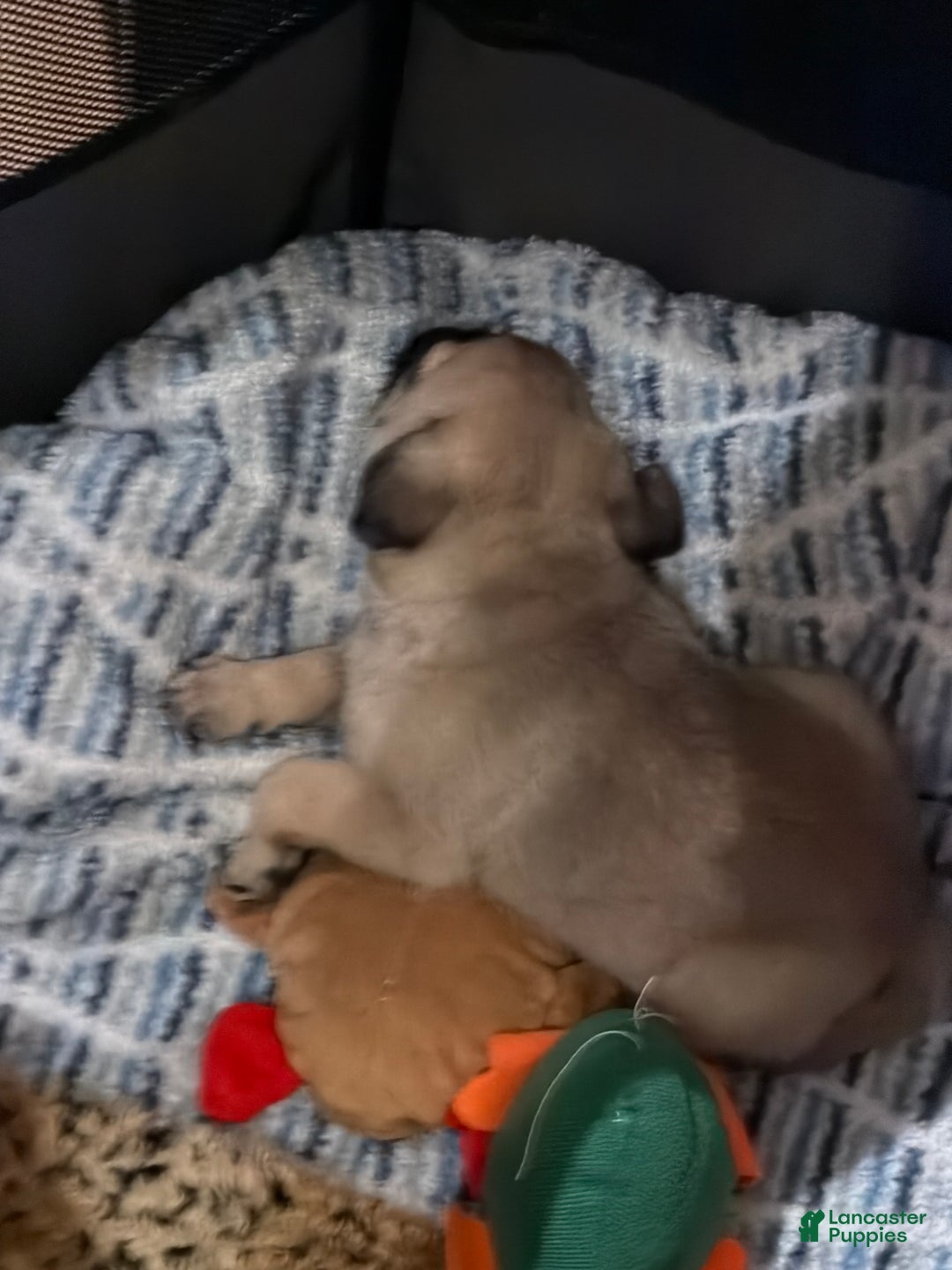 Pug dogs for sale: Pug Puppy 3 - Ad 5