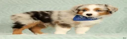 Miniature Australian Shepherd dogs for sale: Blue - Ad 3