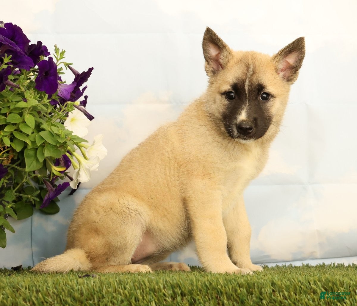 Mixed Breed dogs Kenzie - Ad 2