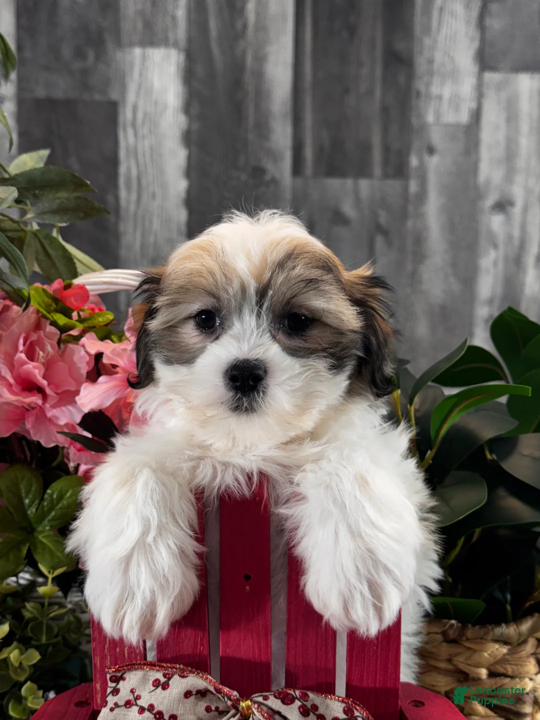 Teddy Bear dogs for sale: Jazzy  - Ad 2