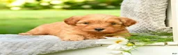 Cavapoo dogs for sale: Orange - Ad 5