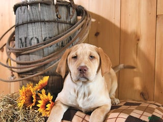 Labrador Retriever dogs Princess - Ad 27