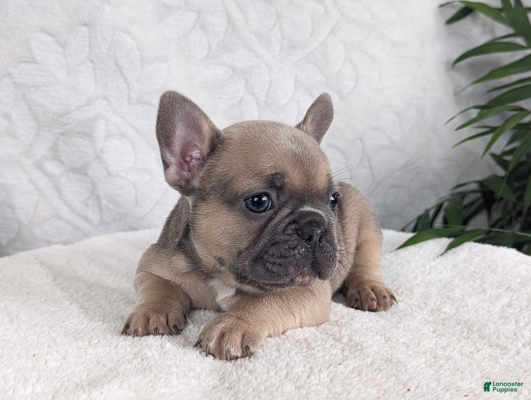 French Bulldog dogs for sale: Sparkle - Ad 1