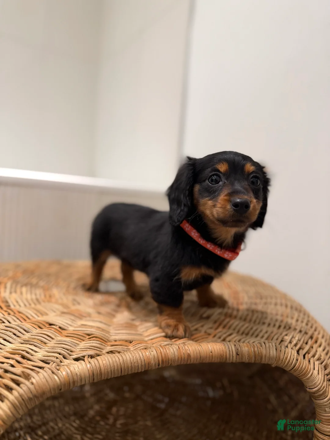 Miniature Dachshund dogs for sale: Tinkerbell - Ad 2