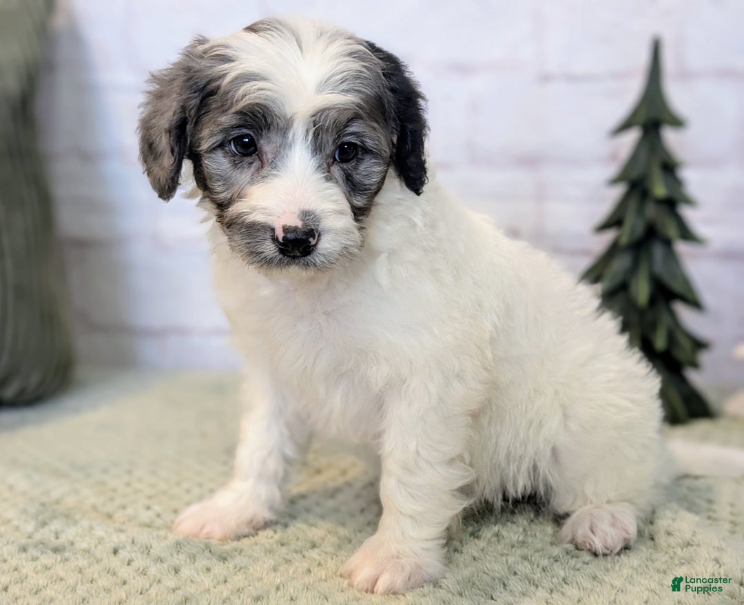 Mixed Breed dogs for sale: Elvis  - Ad 2