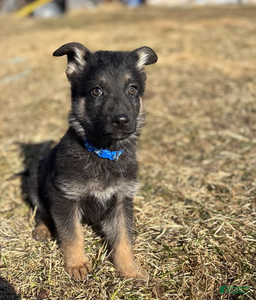 German Shepherd dogs for sale: Blue Collar Make 12-30 - Ad 1